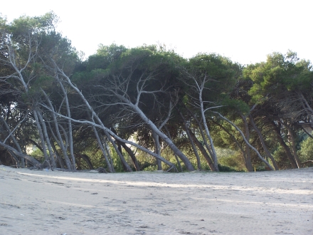 Demo image